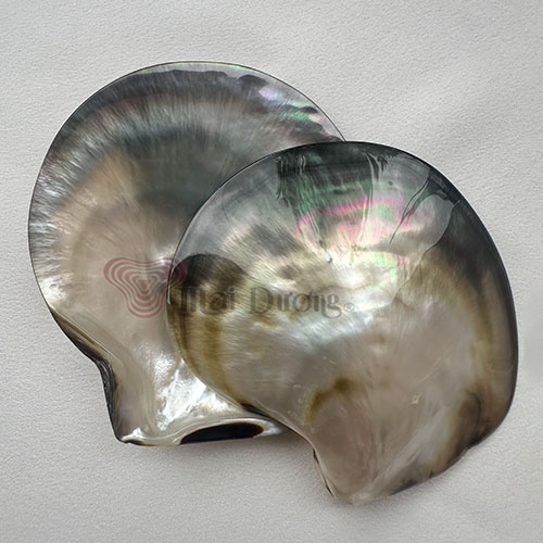 Sản phẩm vỏ sò khác